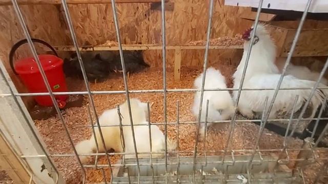 Посылка для кур с AliExpress/ Легбар, Китайские шёлковые куры / Монстера Альба смотреть онлайн