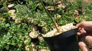 Это Важно Знать! Всё О Голубике! Выбор Саженцев! Как посадить саженец голубики?