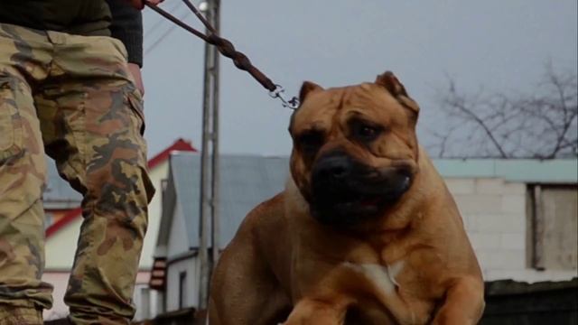 Presa canario Malt on a short walk смотреть онлайн