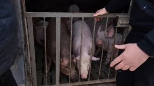 Купив свиню недорого у Стаса Водолага💪1 Березня 2024 року ❤️