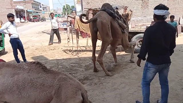 верблюд в городе Биканер, Индия.Bikaner Rajasthan India #shorts #shortsvideo смотреть онлайн