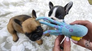 ФРАНЦУЗСКИЙ БУЛЬДОГ. Как правильно выбрать щенка? | Выбор щенка француза