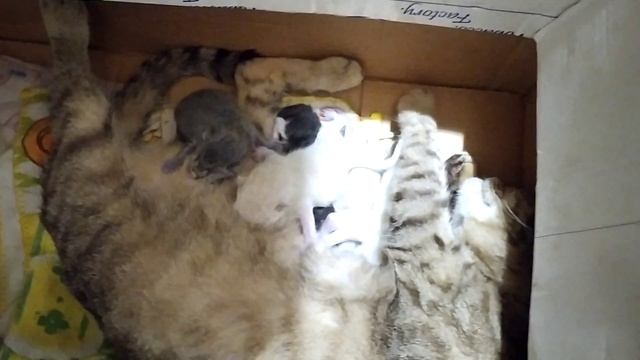 Маленькие новорожденные котята кушают молоко у мамы кошки ?♥️?????♥️ смотреть онлайн