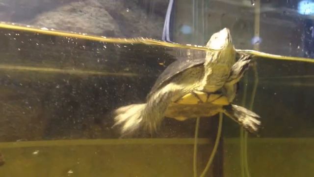 Двупятнистые сверчки смотреть онлайн