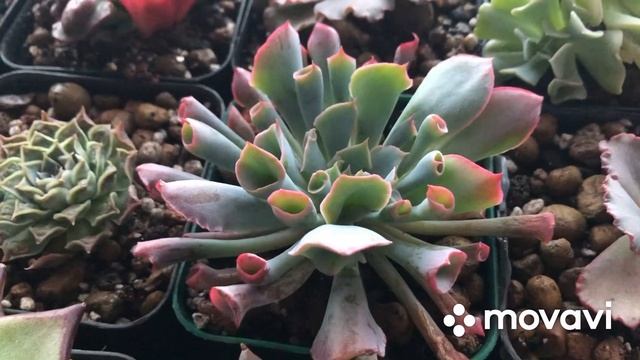 Январь 2023… Вечерний обзор-Болталка растений, Эхеверии, Суккуленты… смотреть онлайн