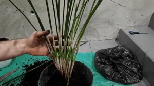 Разрезал свой ЦИПЕРУС! Причина, почему СОХНУТ и ЖЕЛТЕЮТ листья циперуса. Как исправить