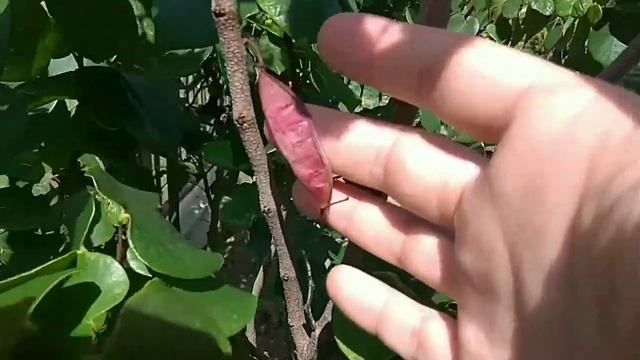 Деревья Абхазии/Trees Of Abkhazia