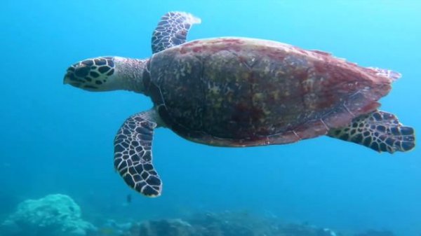 Снорклинг-Круиз Комодо (Лабуан Баджо) - Ломбок