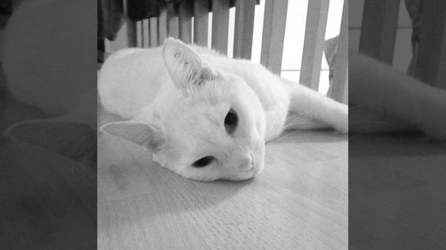 How to Build an Empire with Kitties смотреть онлайн
