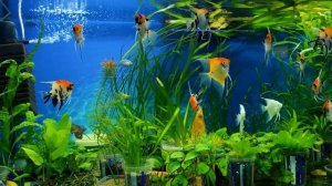 Скалярии. Аквариумные рыбки - скалярии