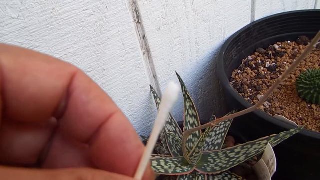 How To Hand Pollinate Aloe,  Gasteria, Haworthia