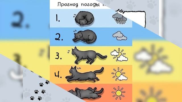 Прогноз погоды по коту !!! смотреть онлайн