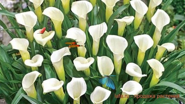 Калла обыкновенная белопятнистая (belopyatnistaya) ? обзор: как сажать, луковицы каллы белопятниста смотреть онлайн