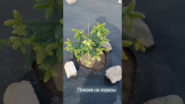 #пихта #хвойные #хвойные #кипарисовикивоне Обзор новых сортов на участке и не только.. смотреть онлайн