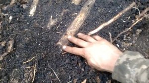 Коп по древним. Оружие Скифов в лесу Чудес..