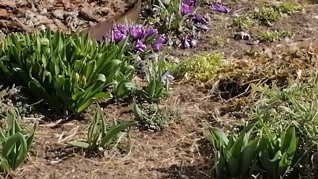 ВЕСНА. ПОЛЬША 24 марта 2022 года (видио 1). смотреть онлайн