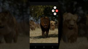 Король лев : кто родители тифу ?  ( теория)