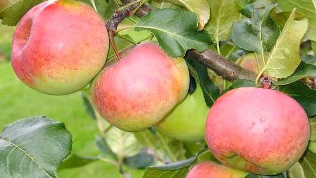 Яблоня Ауксис смотреть онлайн