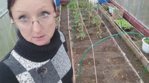 1 мая 2023 года. Видео привет из теплицы. Пикирую огурцы на постоянное место посеянные в теплицу