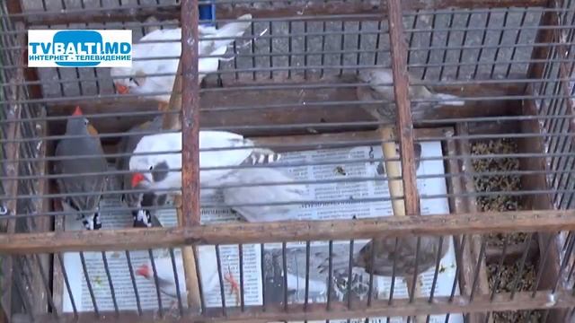 Выставка декоративных птиц и голубей.Весна-2019 24 03 19