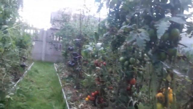 ???ТОМАТ (((ДЕ БАРАО ГИГАНТ)))