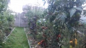 ???ТОМАТ (((ДЕ БАРАО ГИГАНТ)))