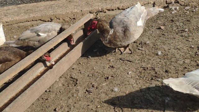 Мускусные утки / семья уток 🦆 смотреть онлайн