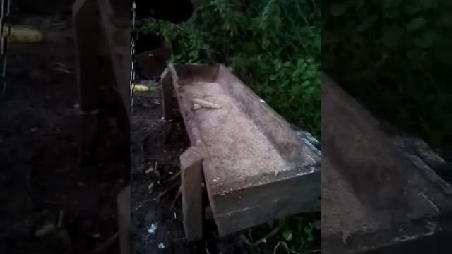 Телята возраст на данный момент 16 месяцев породам двух красно белых смотреть онлайн