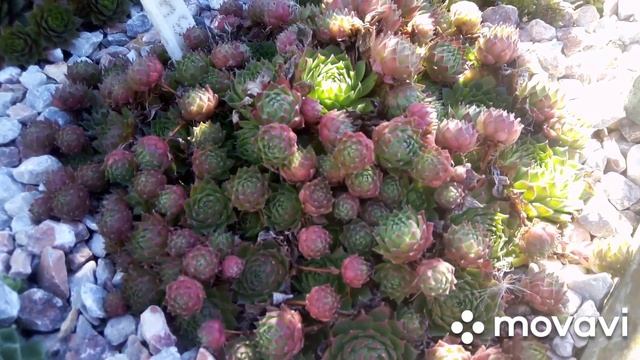 ?Молодила осенью. 70 сортов. Специально для вас!!!!! Релакс видео. смотреть онлайн