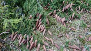 Сбор еловых шишек.