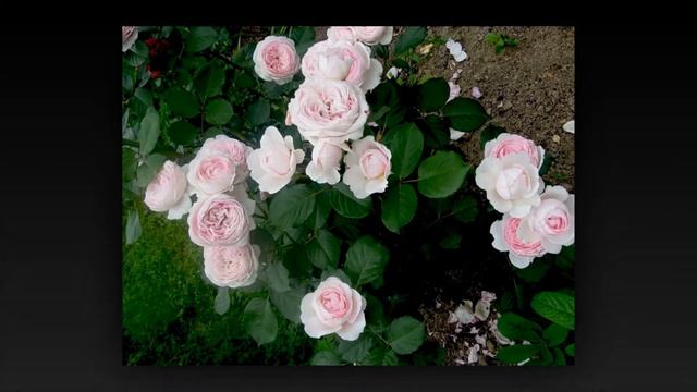 Geoff Hamilton Rose смотреть онлайн