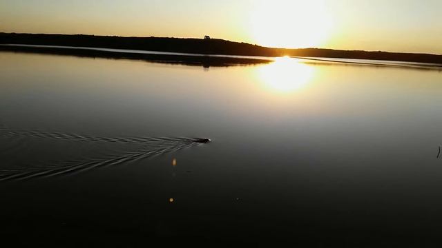 5 Выдра смотреть онлайн