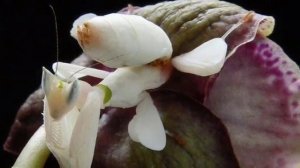 Орхидейный богомол.