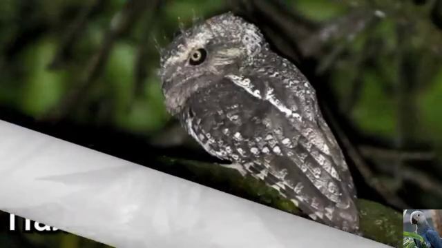 Индо - малайские лягушкороты, или лягушкороты (лат. Batrachostomus) смотреть онлайн