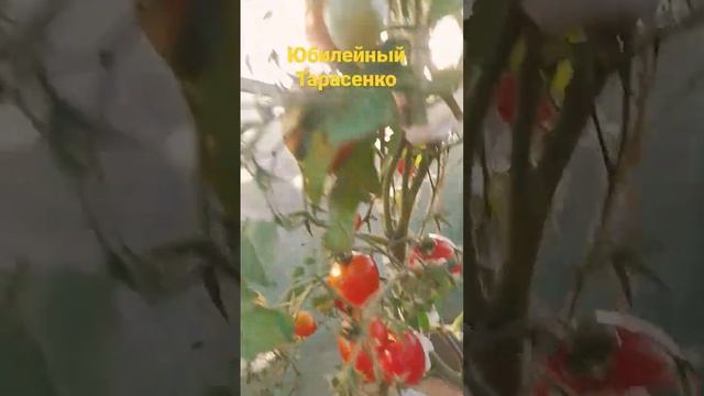 Юбилейный Тарасенко смотреть онлайн