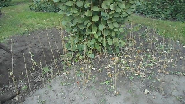 Фундук для средней полосы России Выкопка маточника однолетних саженцев фундука №42 19 смотреть онлайн