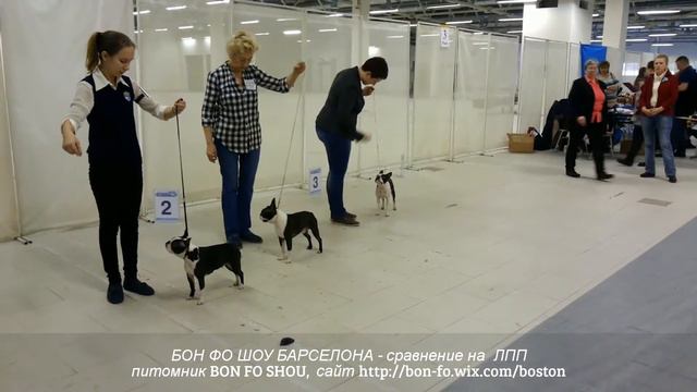 14.02.2016г., Санкт - Петербург, эксперт: Кизина Л. смотреть онлайн