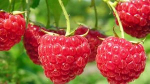 МАЛИНА / ПОЛЬЗА ДЛЯ ЗДОРОВЬЯ / СВОЙСТВА МАЛИНЫ / РЕЦЕПТЫ ПРИГОТОВЛЕНИЯ