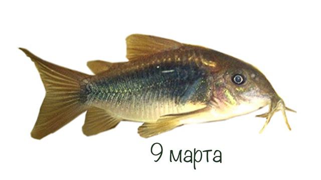 Сомики играют в прятки | Усатые, пернатые и хвостатые смотреть онлайн