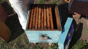 Когда нужна вощина? Как пчелы делают соты.