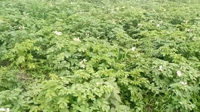 Еще раз про обработку картофеля. Чем обработали клубни перед посадкой. смотреть онлайн