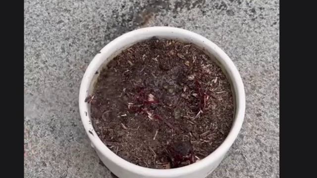 ГЕРБЕРА как вырастить из семян смотреть онлайн