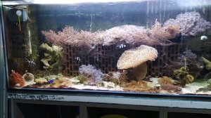 Морской аквариум на питьевой воде из под крана