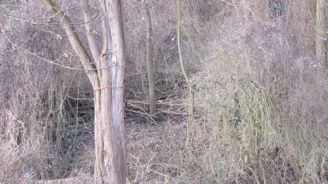лес рубят щепки летят смотреть онлайн