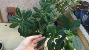 Фикус Микрокарпа Мокламе — растение эпифит.