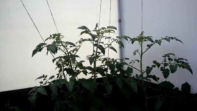 ФОРМИРОВКА ТОМАТНОГО ДЕРЕВА,ОТЛИЧНЫЙ РЕЗУЛЬТАТ. смотреть онлайн