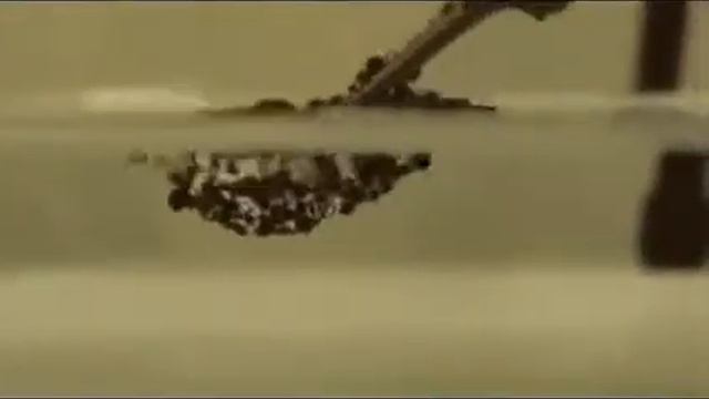 Как муравьи выходят сухими из воды? смотреть онлайн