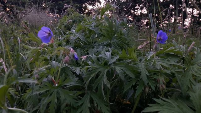 Mindfulness Garden online weekly email 23rd June 2020 смотреть онлайн