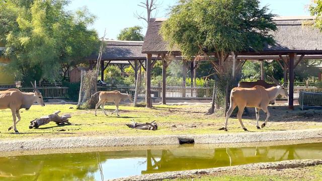 Dubai Safari Zoo Park | All Villages Walking Tour | Dubai Tourist Attractions | 4K HDR смотреть онлайн