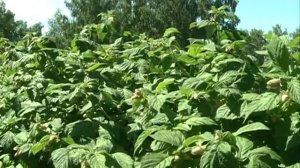 Интересная технология выращивания малины